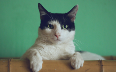 For cats