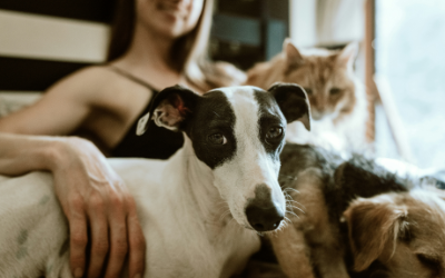 Multi-animal households