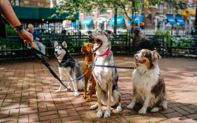 Pet sitter and care